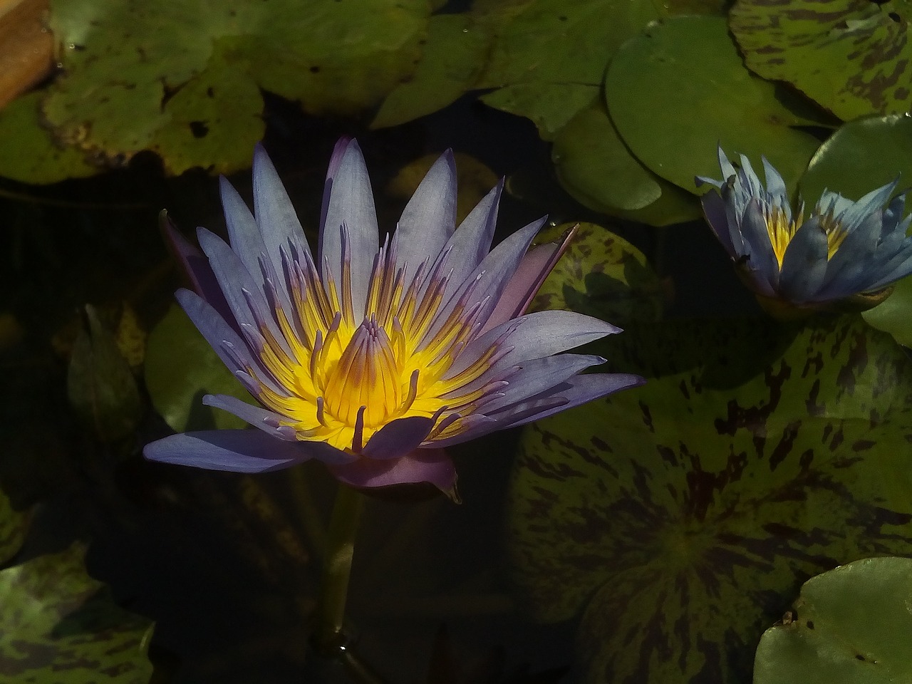 lotus lotus leaf nature free photo