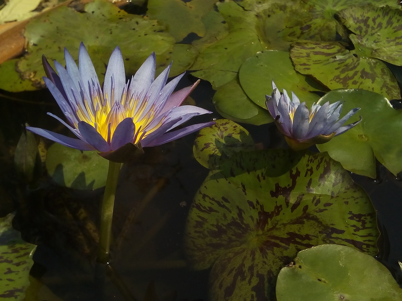 lotus lotus leaf nature free photo