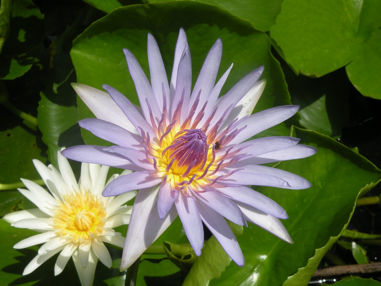 lotus water plant blossom free photo