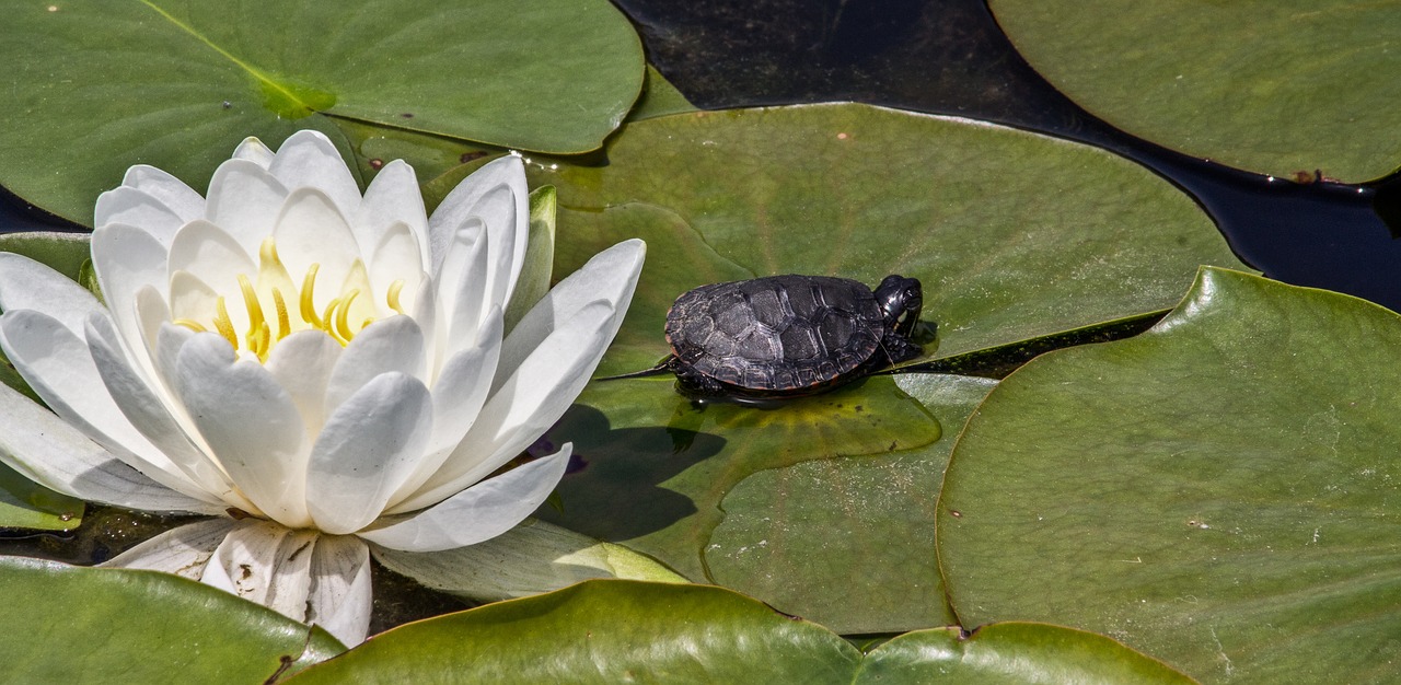 lotus flower white free photo