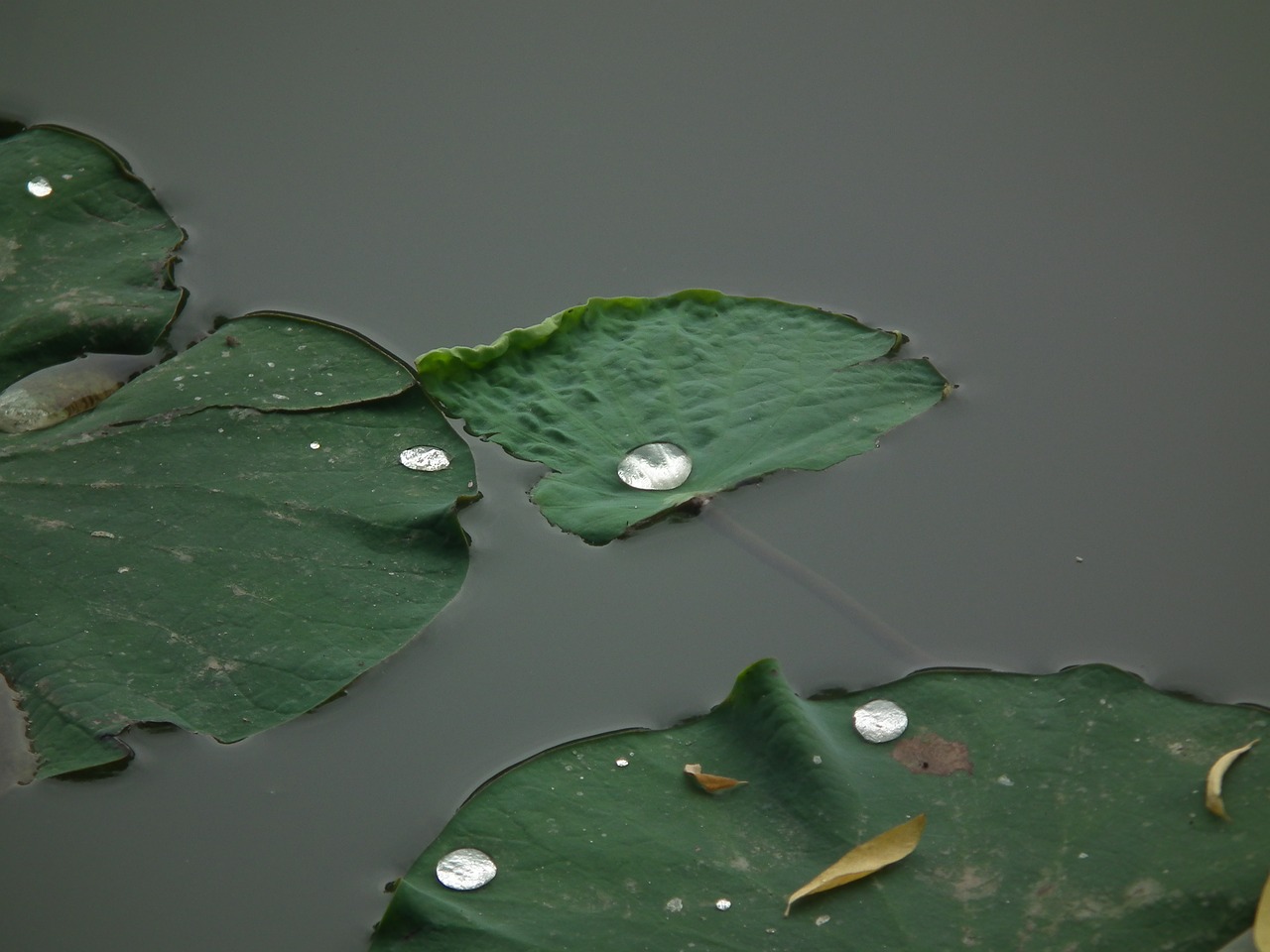 lotus dew lake free photo