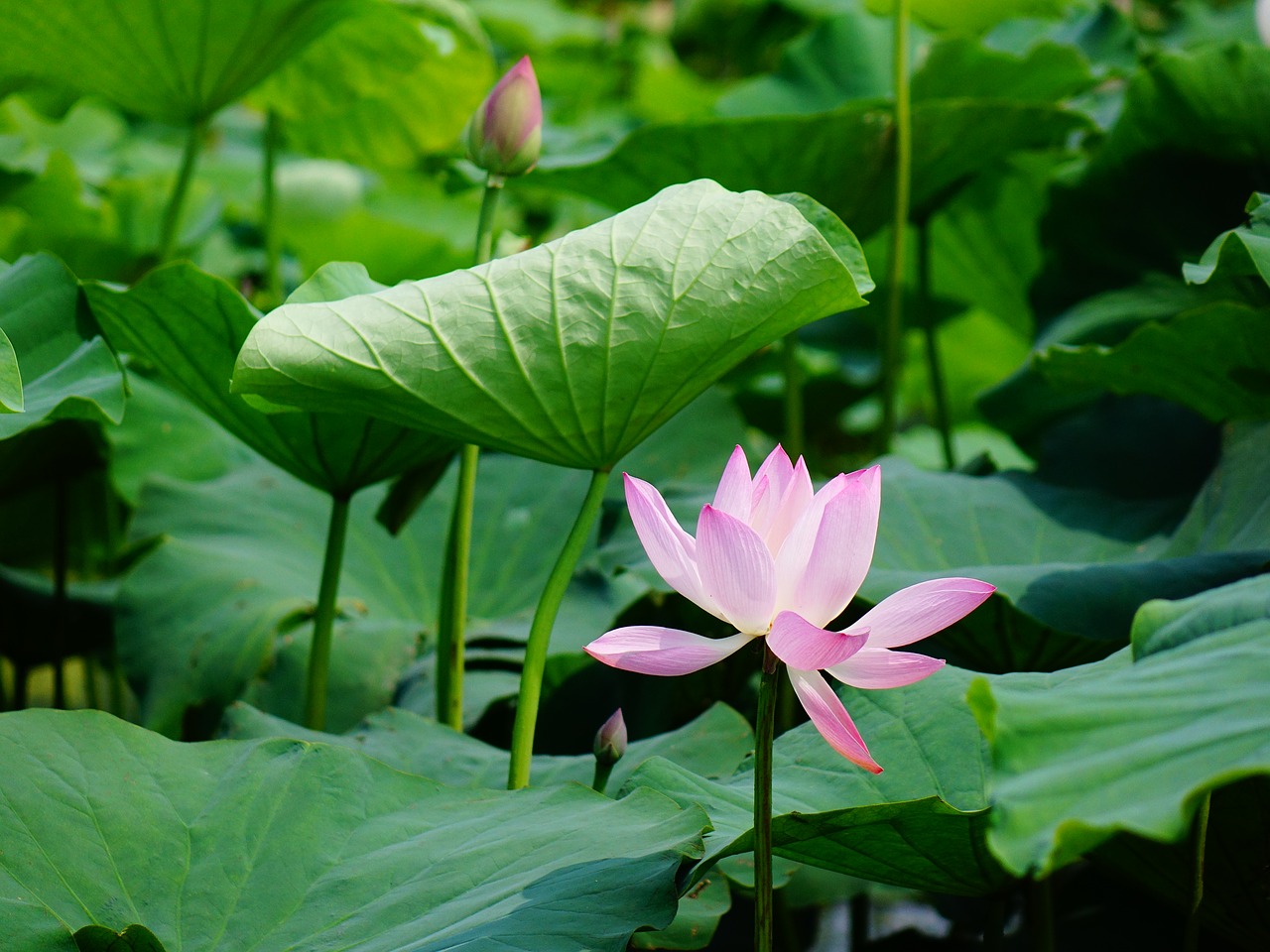 Edit free photo of Lotus,the scenery,scenery,free pictures, free photos ...