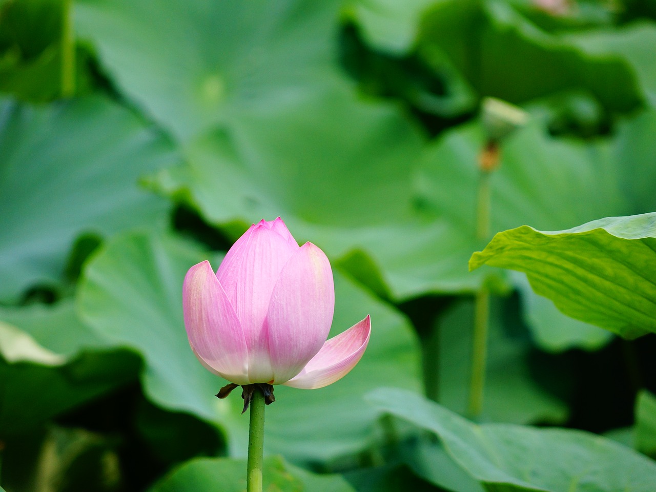 lotus the scenery scenery free photo