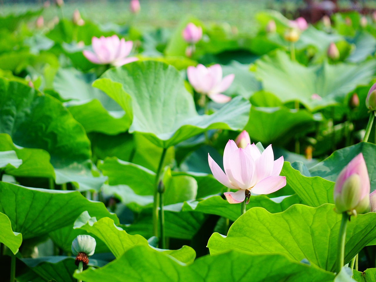 lotus the scenery scenery free photo