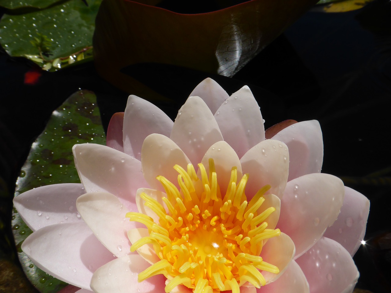 lotus peace meditation free photo