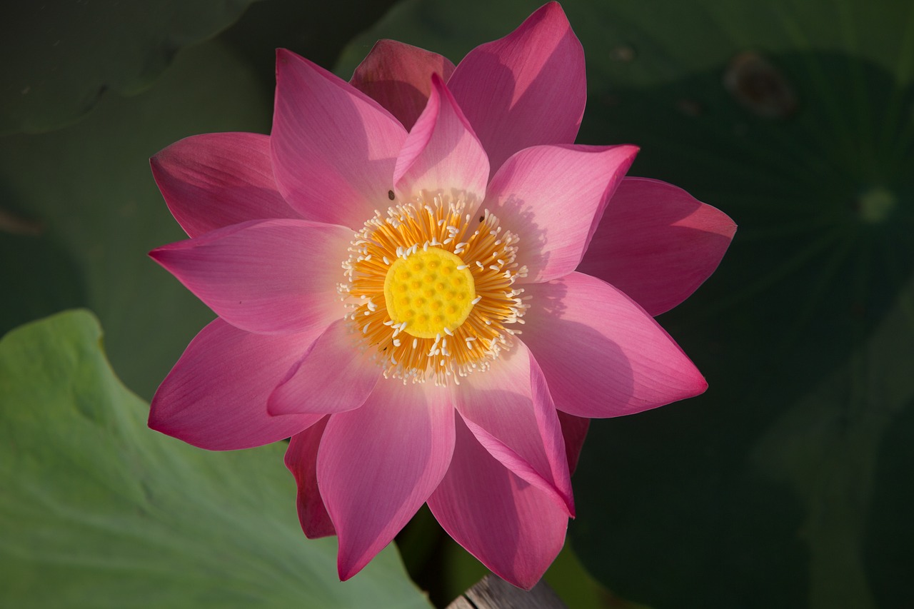 lotus flower nature free photo