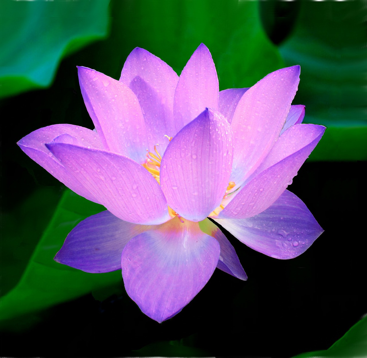 lotus flower nymphaea caerulea free photo