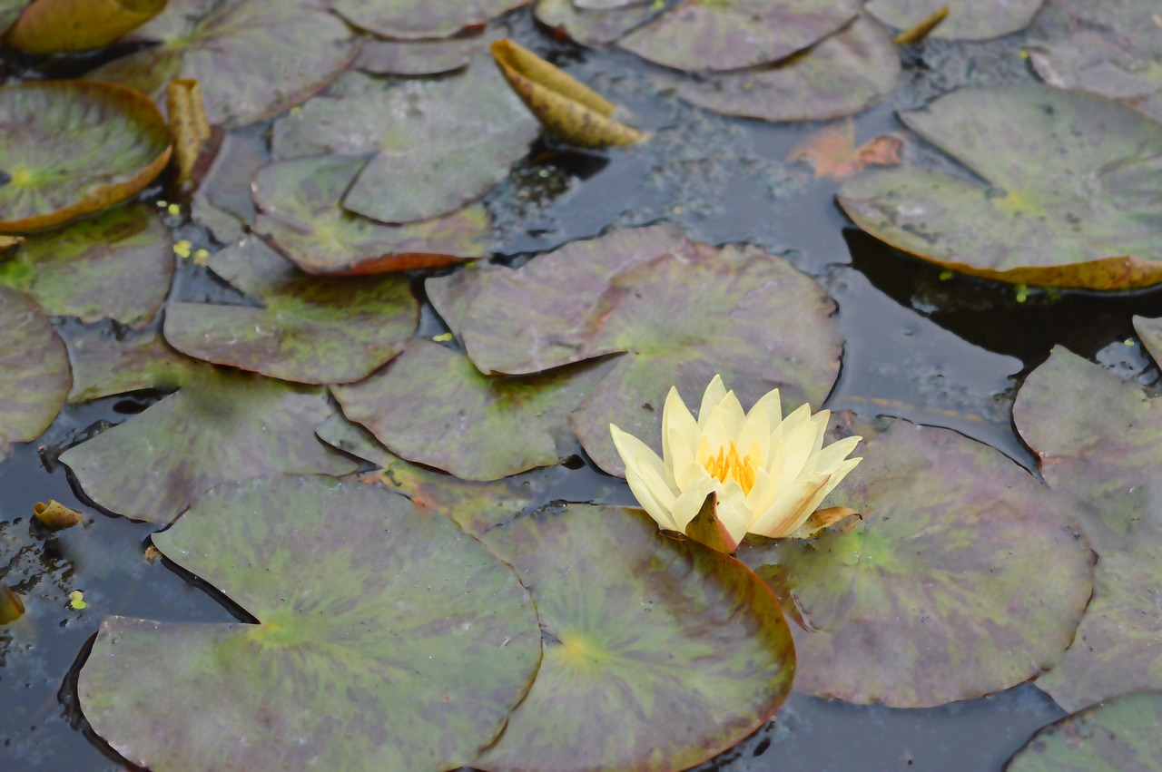 lotus water pond free photo