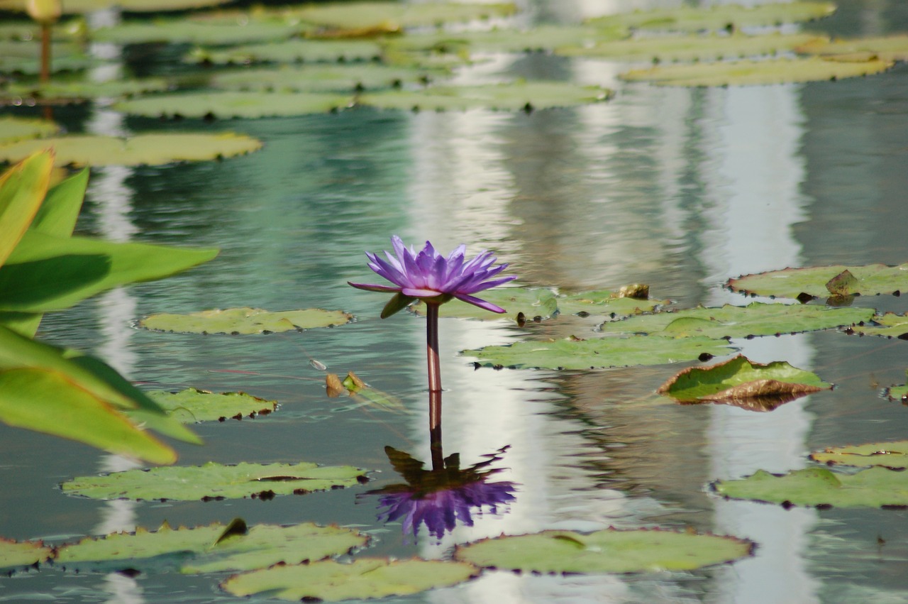 lotus water peace free photo