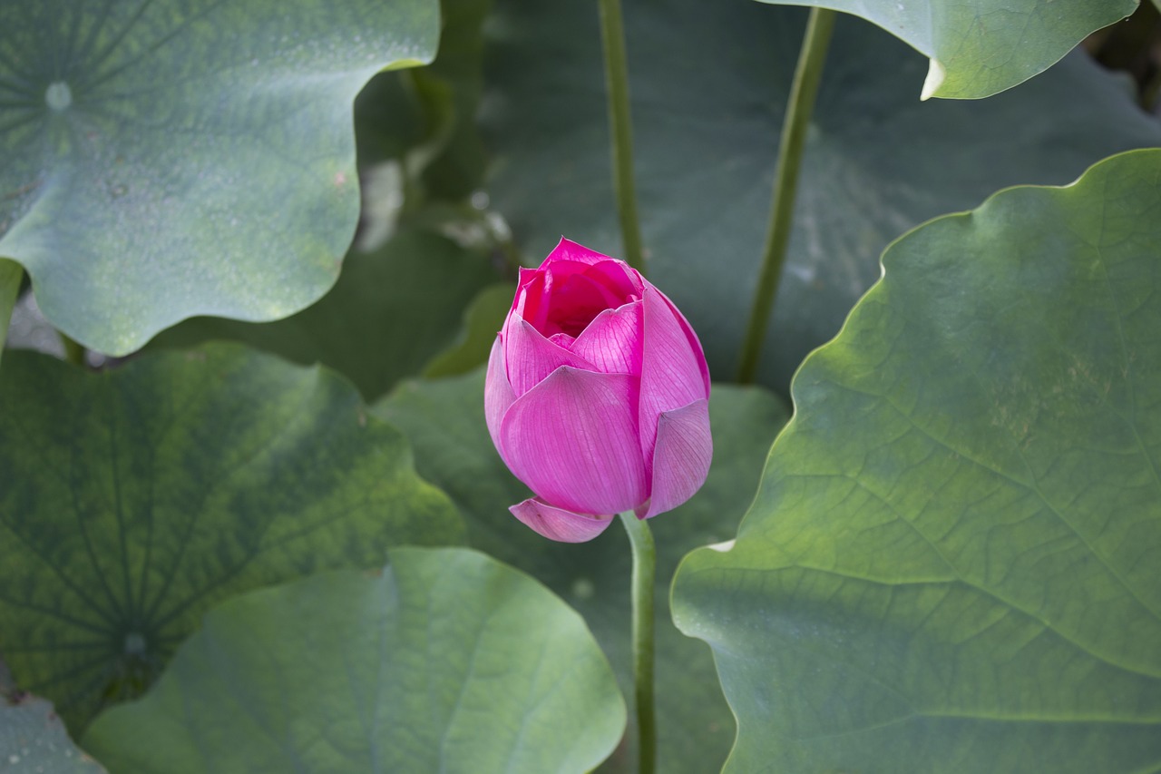 lotus flowers lotus leaf free photo