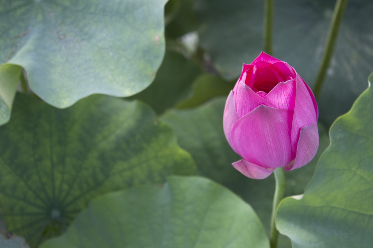 lotus pond lotus leaf free photo