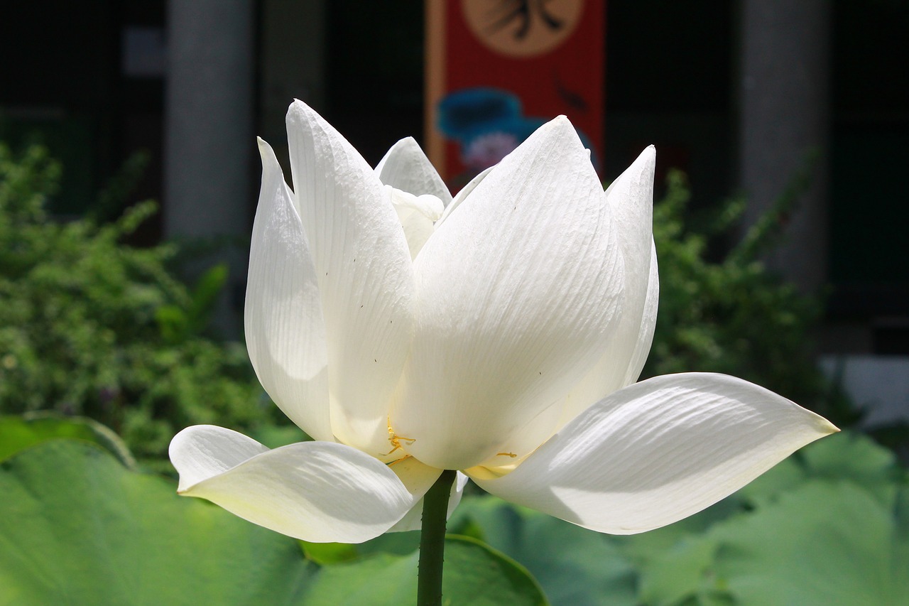 lotus plant flower free photo