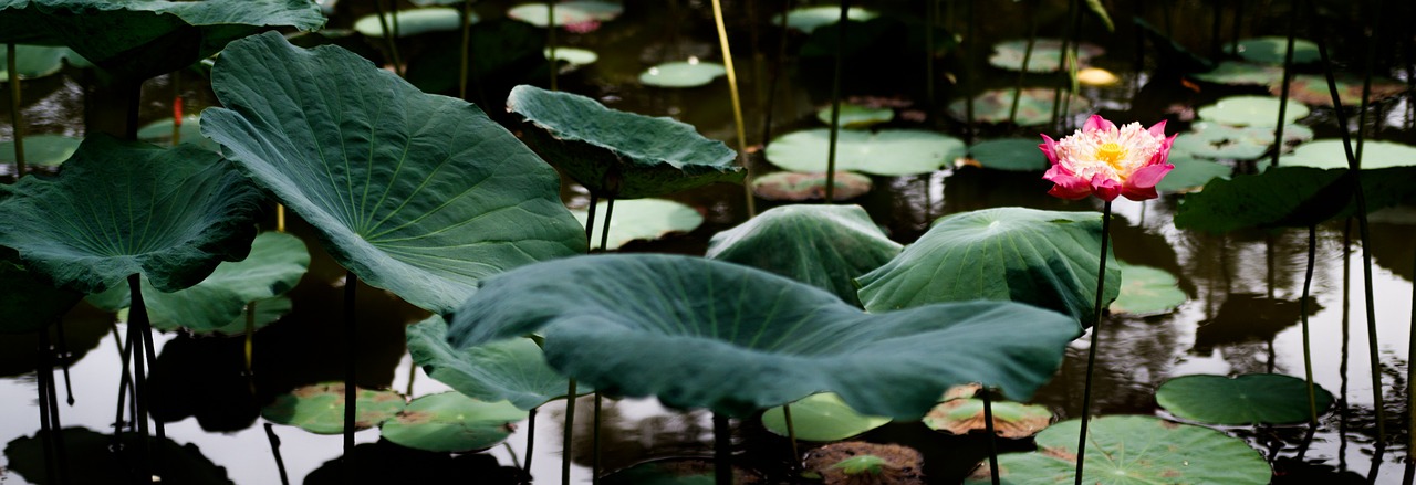 lotus pond blossom free photo