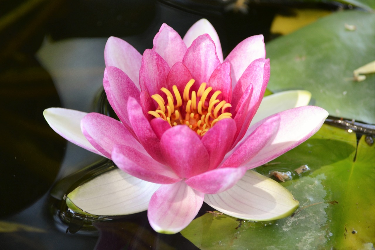 lotus garden pond free photo