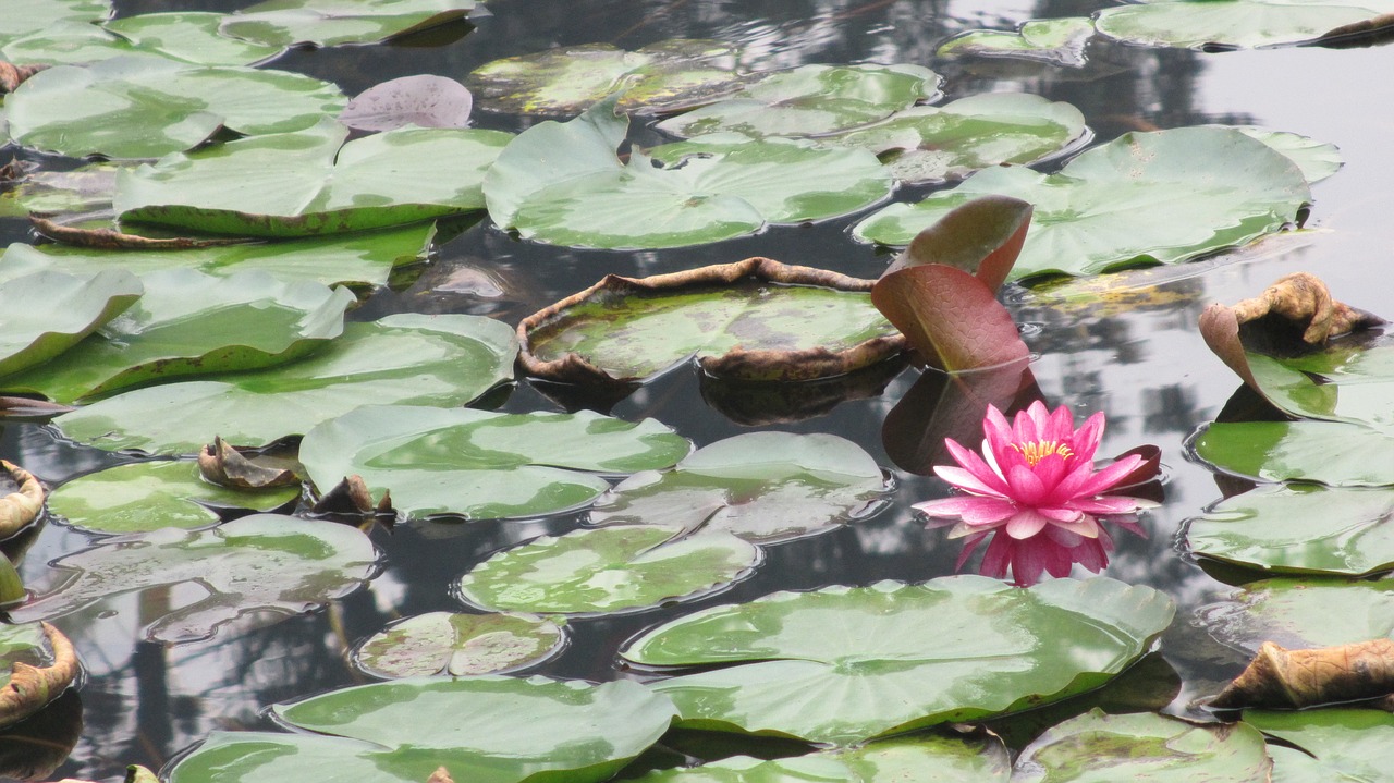 lotus pool sichuan university free photo