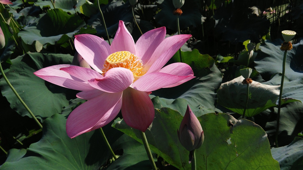 lotus summer good weather free photo