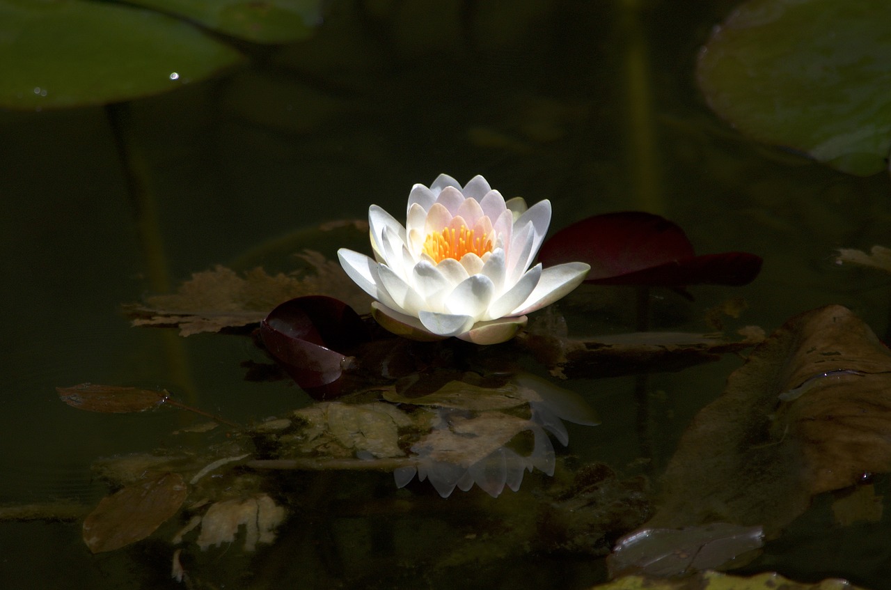 lotus water lily aquatic plant free photo