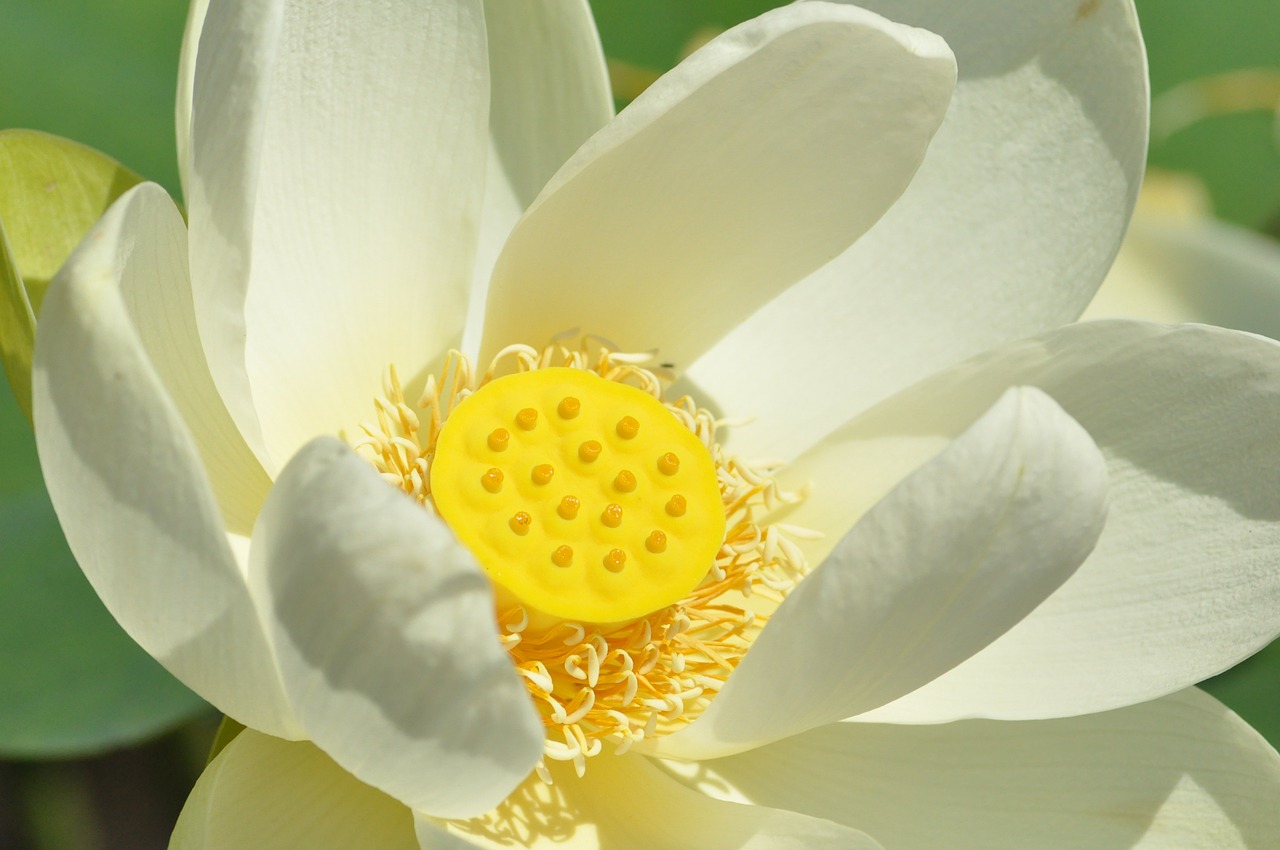 lotus flower biel free photo