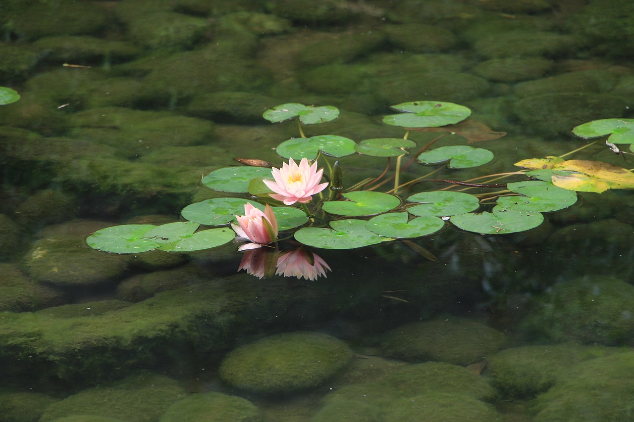 lotus flower free pictures free photo