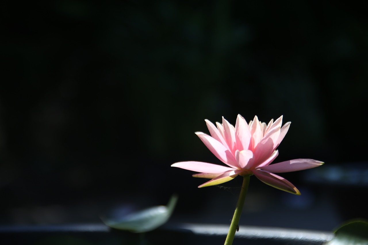 lotus flowers pond free photo