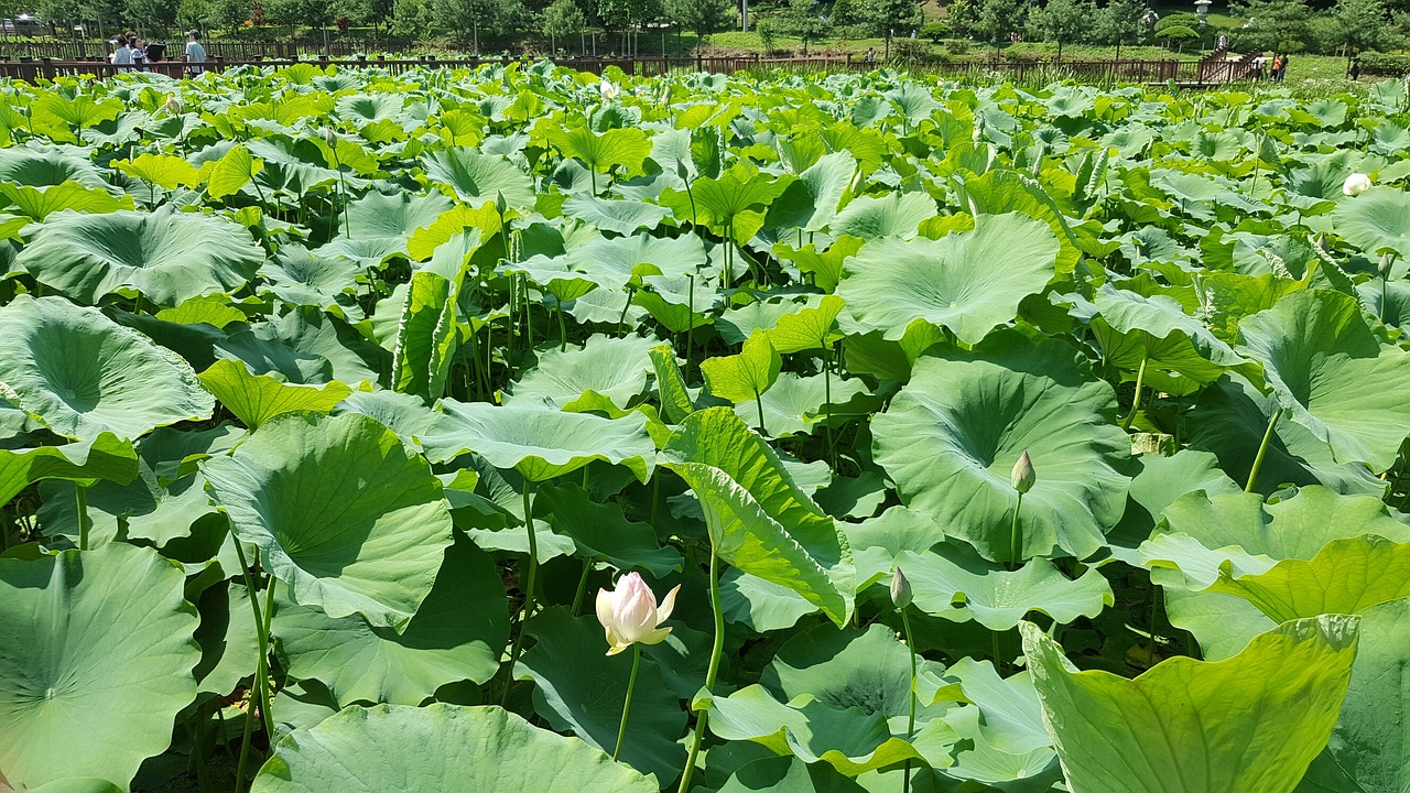 lotus pond free pictures free photo