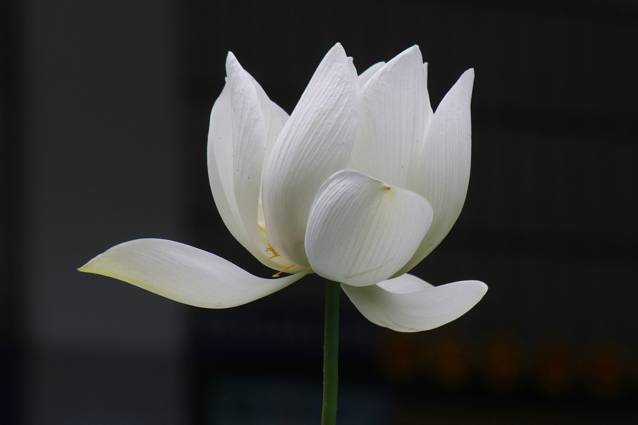 lotus plant flower free photo