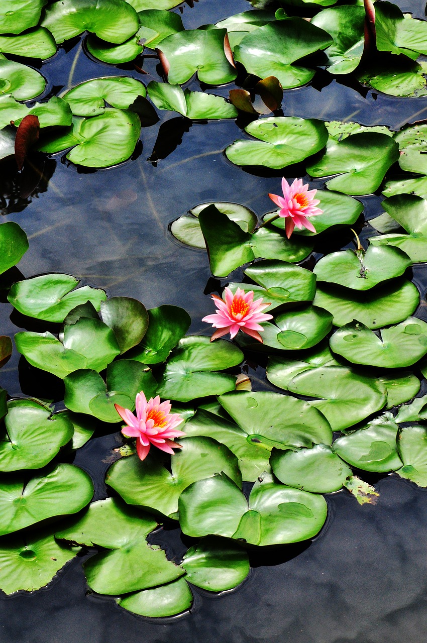 lotus flower lotus flower free photo