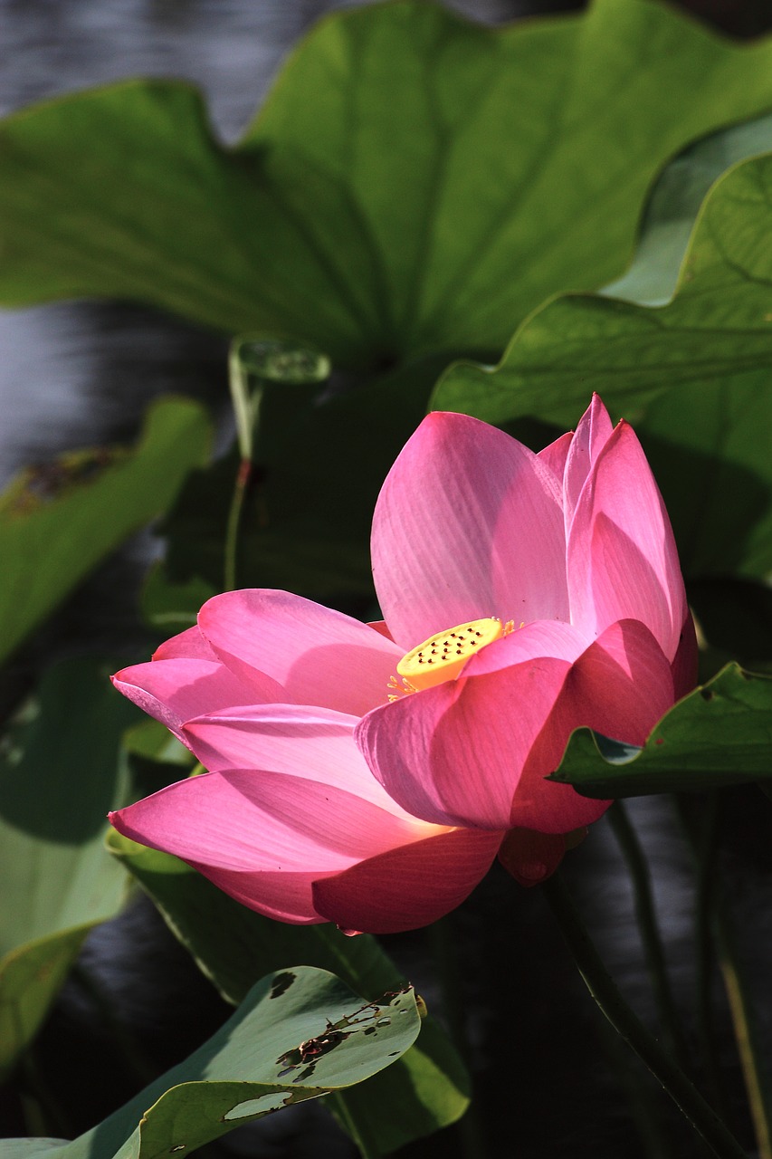 lotus buddhism clear the net free photo