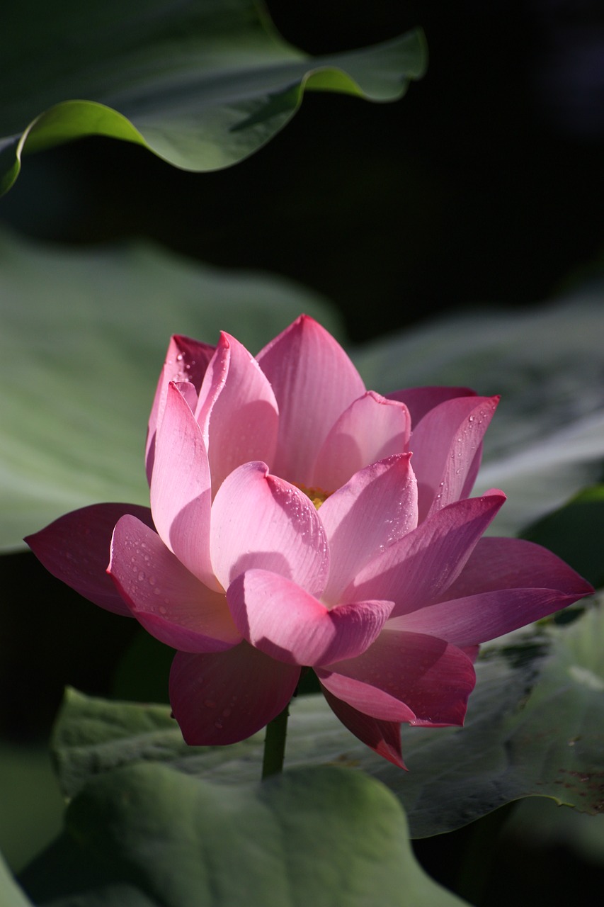 lotus pink red free photo