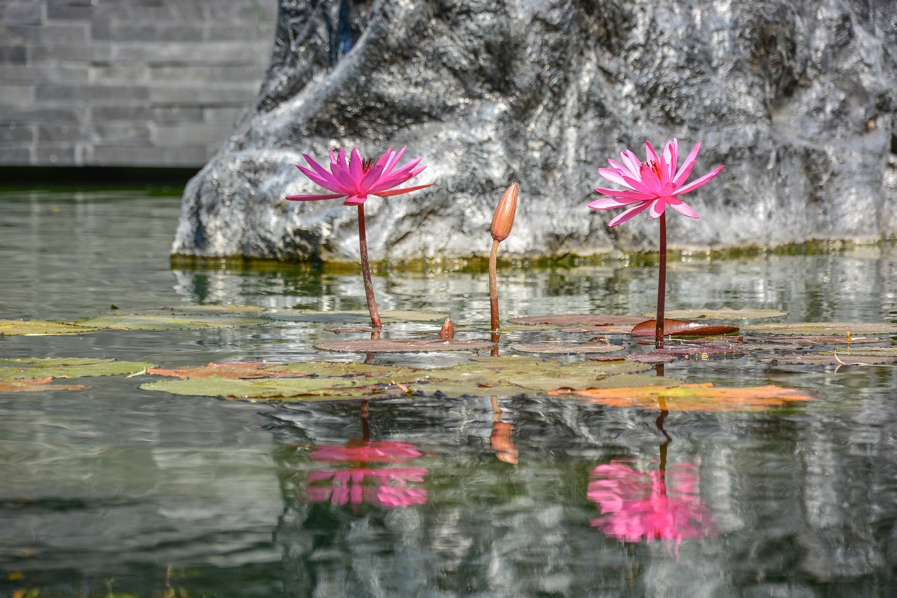 lotus reflection nature free photo