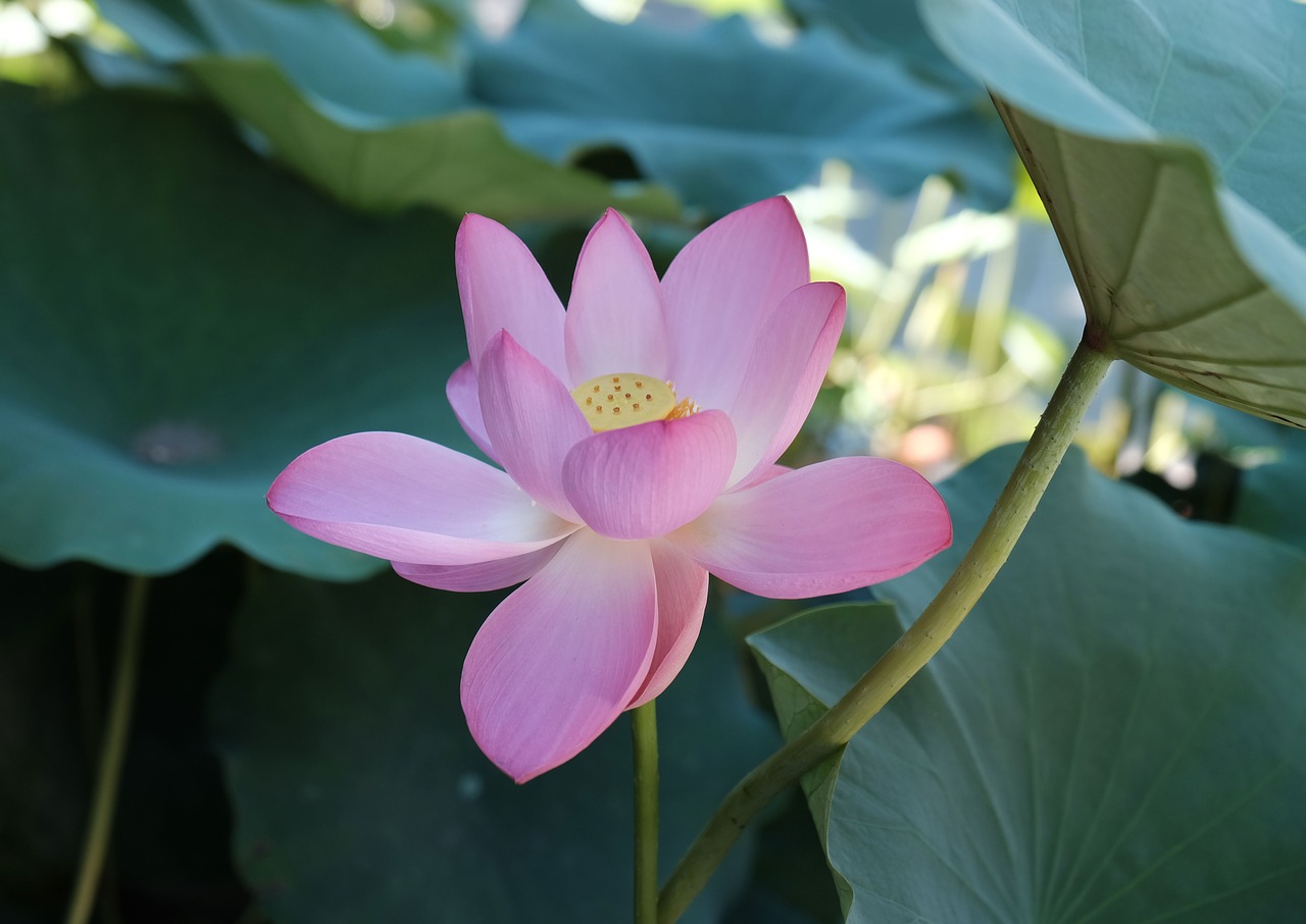 lotus summer flower free photo