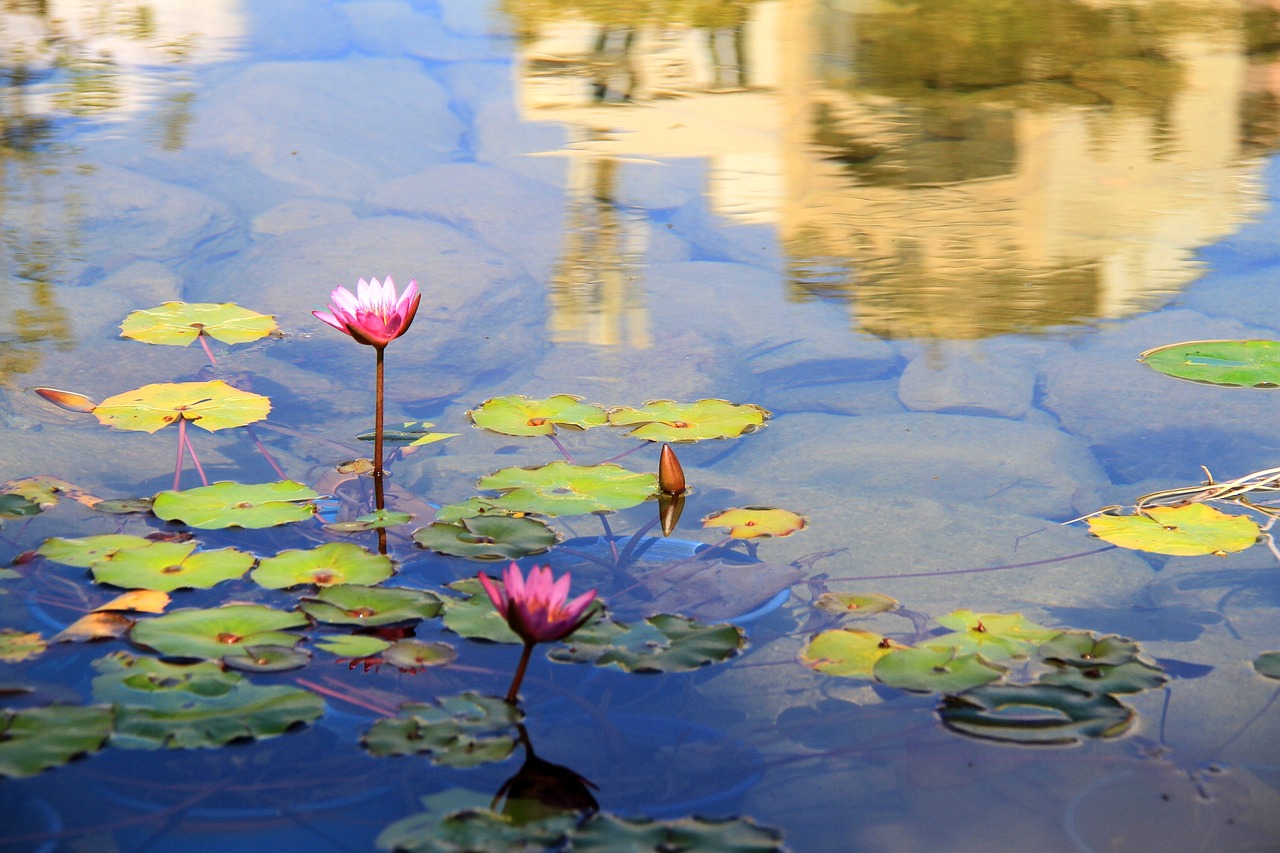 lotus pool reflection free photo