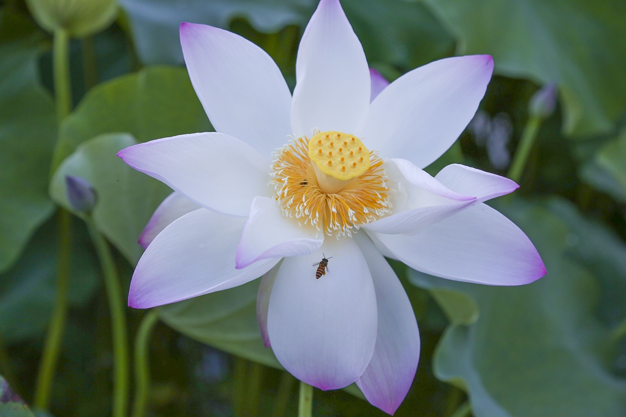 lotus the scenery natural free photo