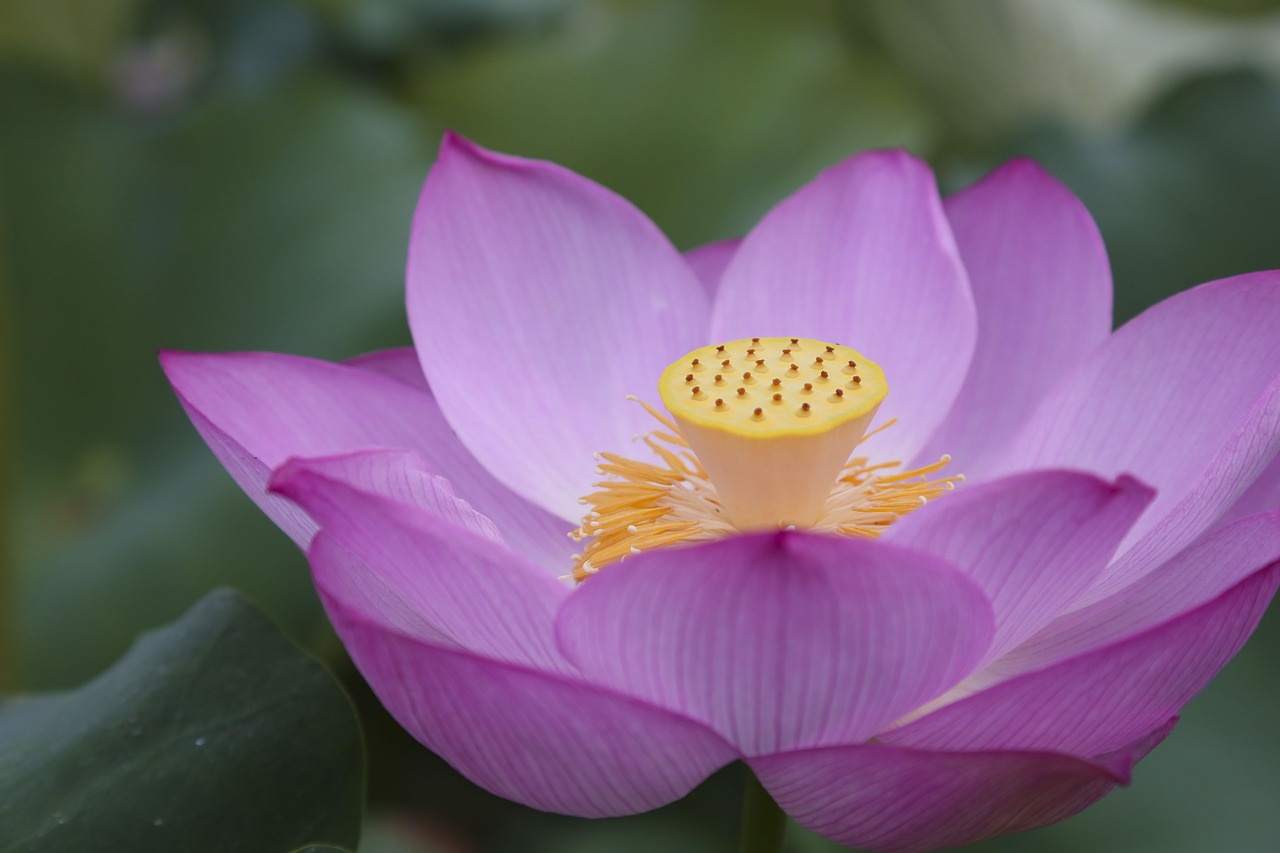 lotus the scenery natural free photo