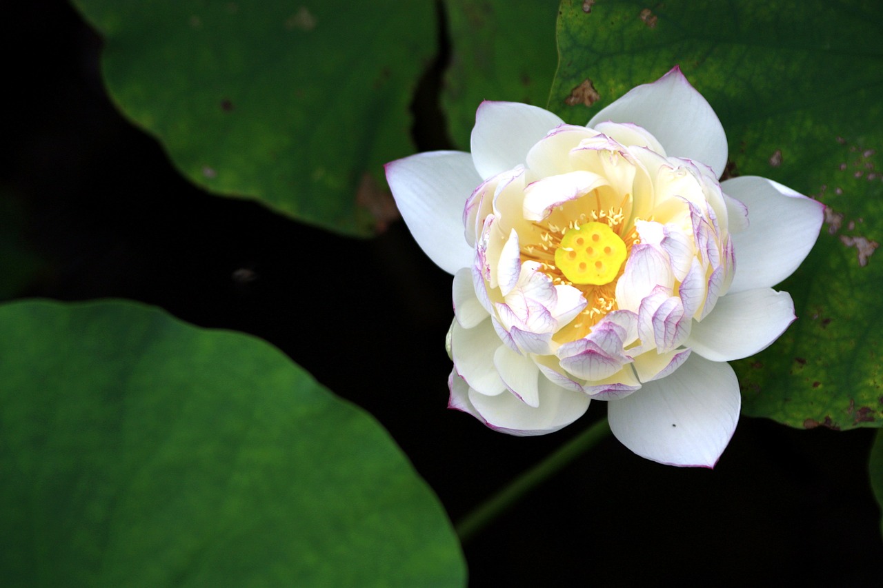 lotus white bloom free photo