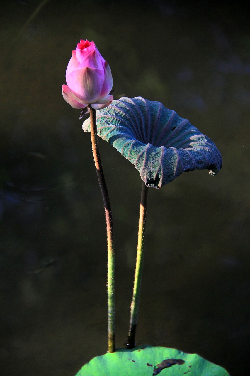 lotus bud mein free photo