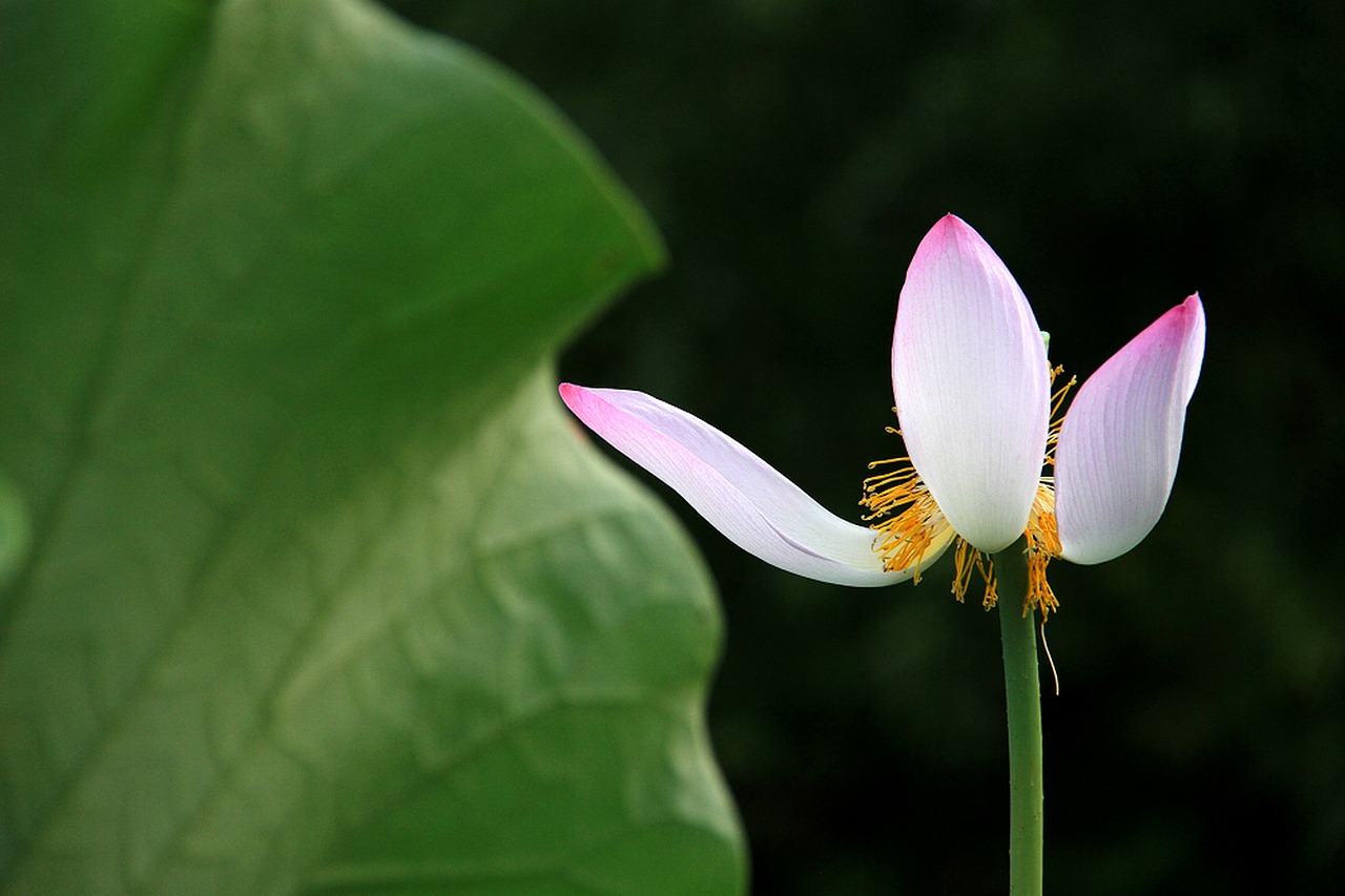 lotus white withers free photo