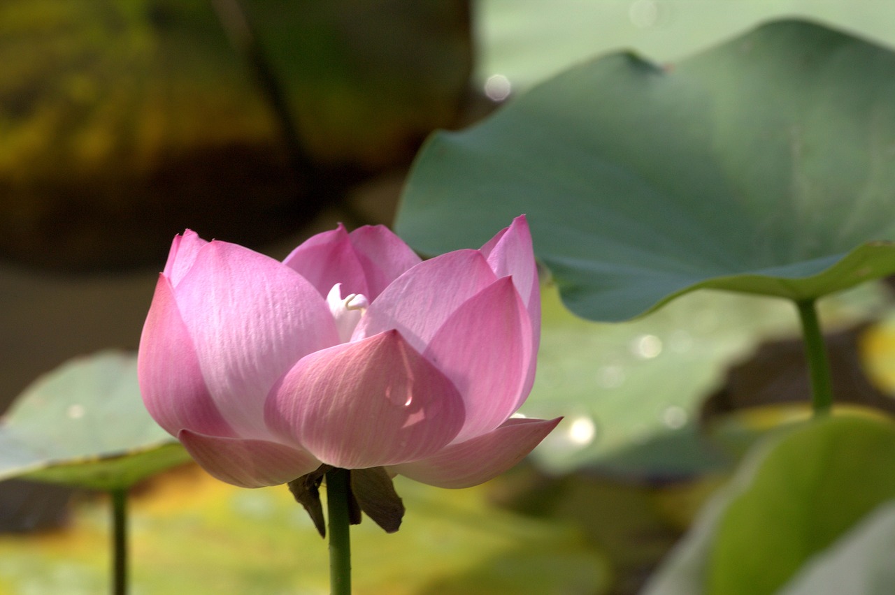 lotus peach bloom free photo