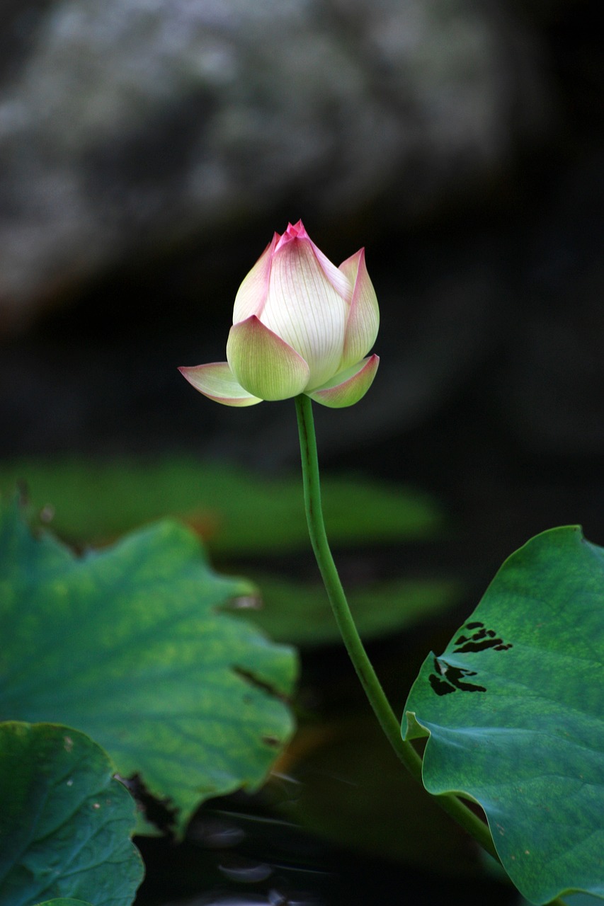 lotus white bud free photo