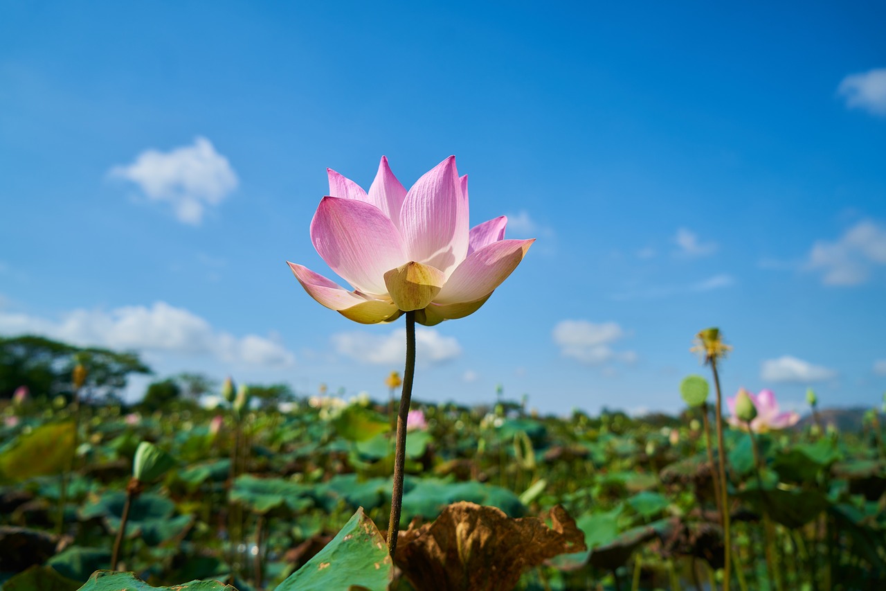 lotus landscape flower free photo