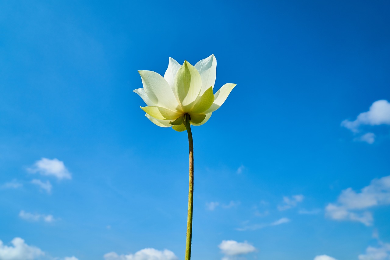 lotus landscape flower free photo