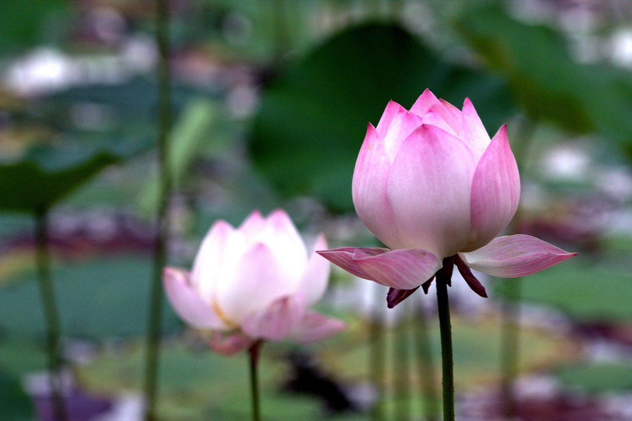 lotus pink fresh free photo