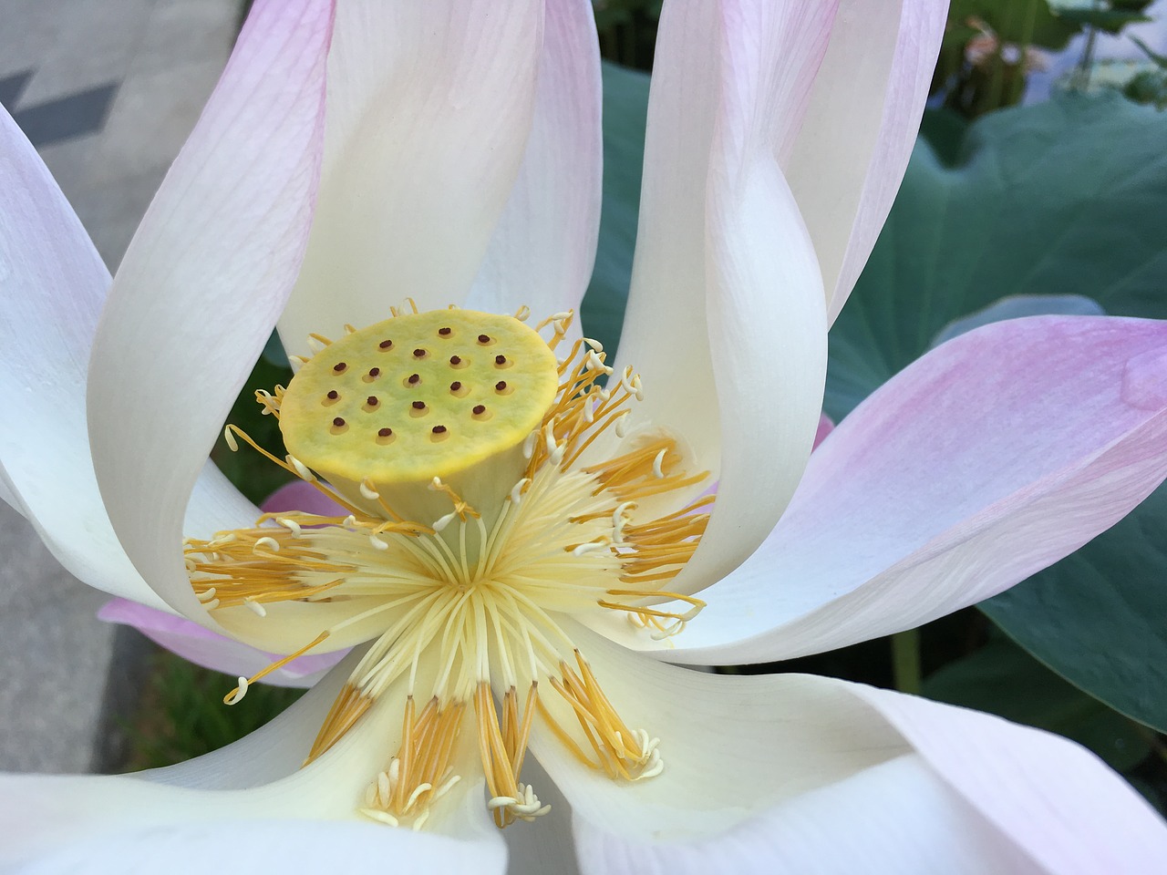 lotus yellow pink free photo