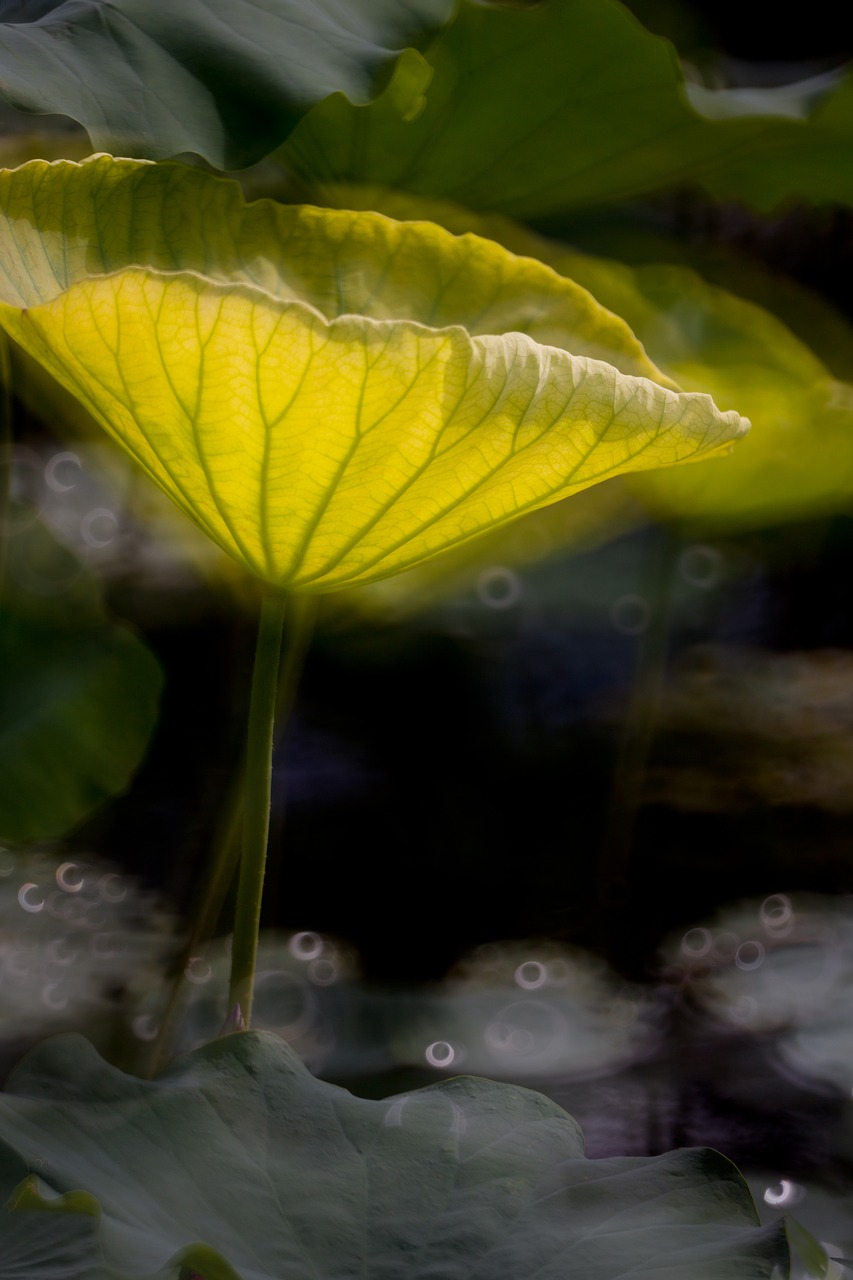 lotus leaf pond free photo