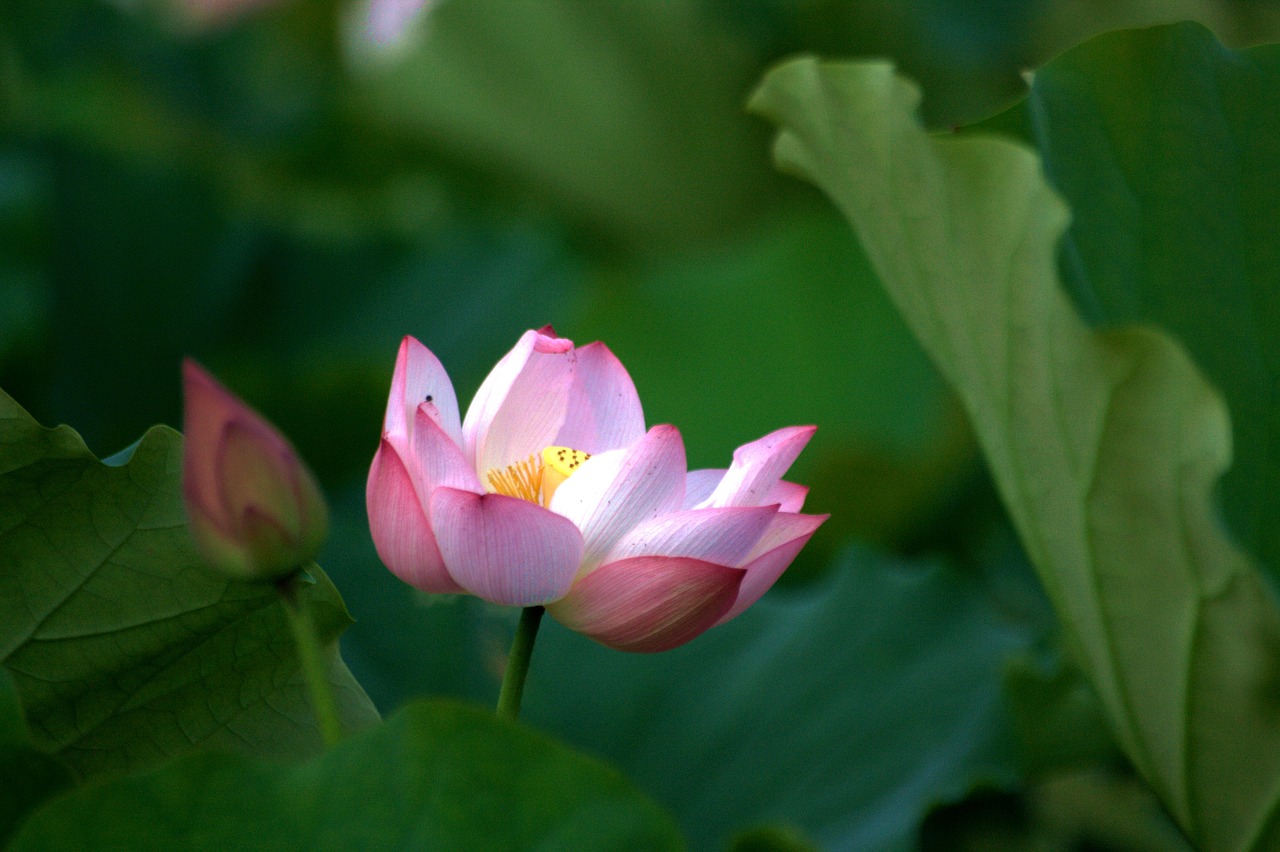 lotus pink bloom free photo