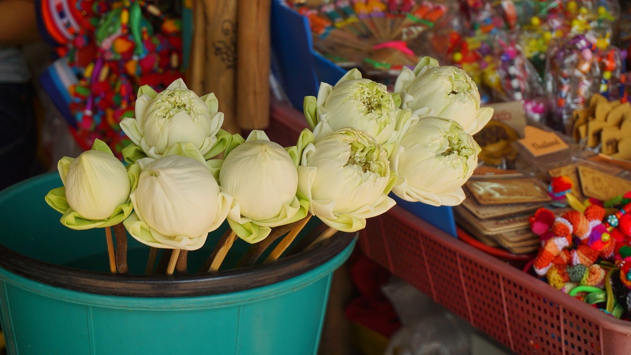 lotus flower blossom free photo