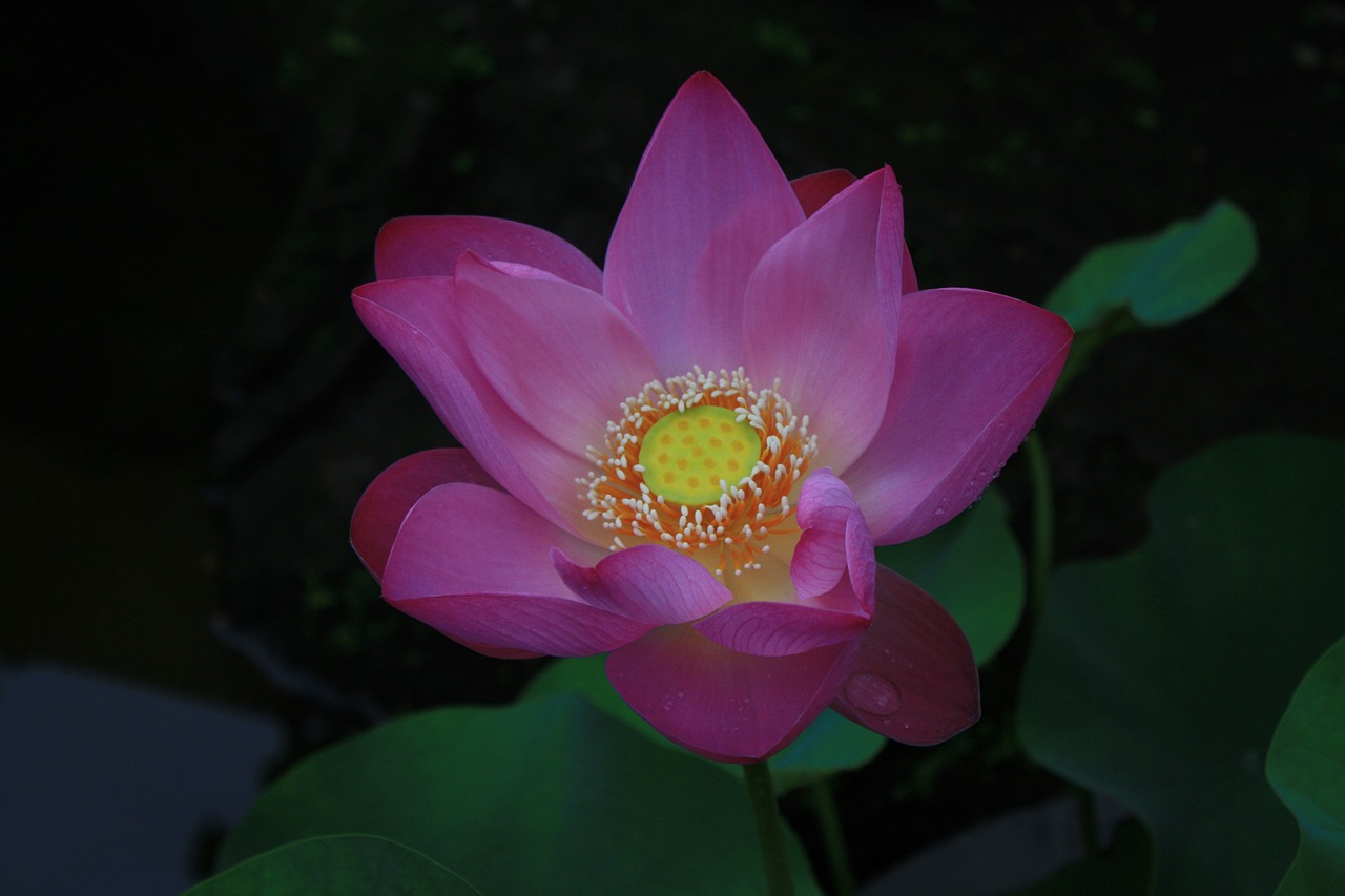 lotus flower india free photo