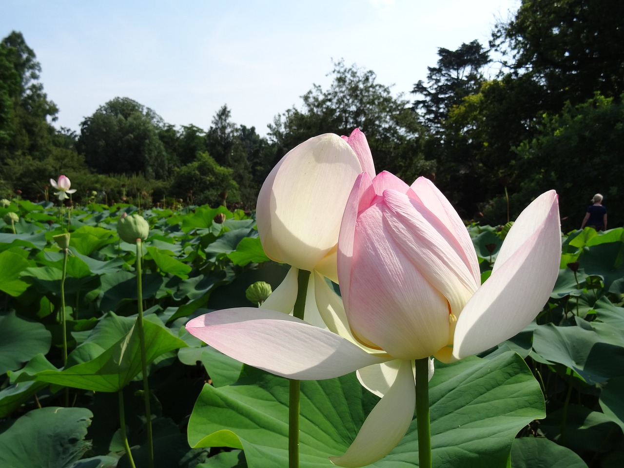 lotus water lily giant water free photo