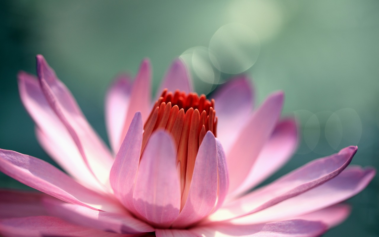 lotus flowers hd flowers free photo