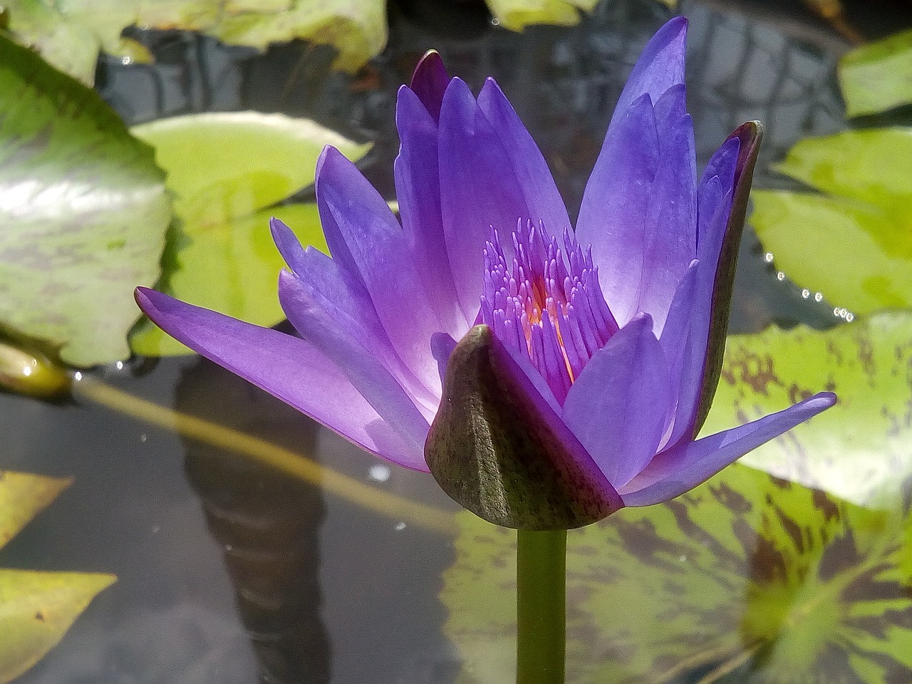lotus purple lotus refreshing free photo